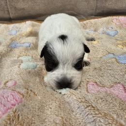 AKC CHAMPION BLOODLINE AUSTRALIAN CATTLE DOG PUPPY - BOY 1 - Blue male Australian Cattle Dog puppy in Cassatt, South Carolina from B & E Farms
