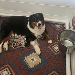 Miniature American Shepherds from Flatrock's Mini American Shepherd's