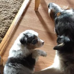 Australian Shepherds from Iyall Aussies
