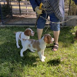 Brittany Puppies from Caliah Brittanys