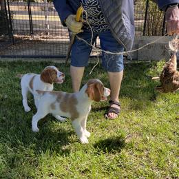 Brittany Puppies from Caliah Brittanys