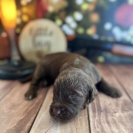 Skut Farkus Chocolate male - Chocolate male Labradoodle puppy in Kingston, Georgia from CC Familydoodles