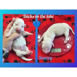 Sir Snazzy - Cream male Dachshund puppy in Grove, Oklahoma from Dachs on the lake