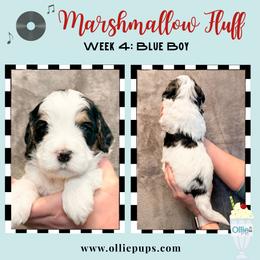 Marshmallow Fluff - Black and white male Bernedoodle puppy in Boiling Springs, South Carolina from OlliePups, LLC