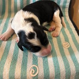 Starlight - Black and white female Aussiedoodle puppy in Elk, Washington from James Ruby Farms