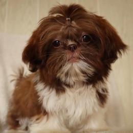 Enzo-TINY - Liver and white male Shih Tzu puppy in Clinton, Tennessee from Southland’s Shih Tzus