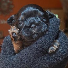 Marshmallow - Black and tan female Shih Tzu puppy in Nekoosa, Wisconsin from Brox Acres House of Fur LLC