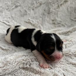 Tricolor 2 - Tri-color male Cavalier King Charles Spaniel puppy in Melrose, Florida from Magnolia Hill Cavaliers and Doxies