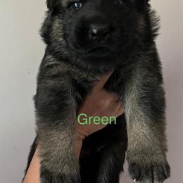 Green collar - Sable male German Shepherd puppy in Saint Charles, Missouri from Lowemond German Shepherds