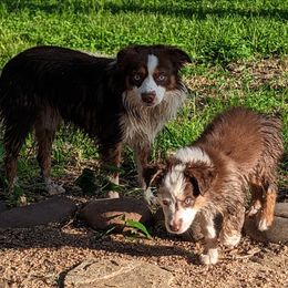 Miniature Australian Shepherds and Toy Australian Shepherds from Pleasant Grove Aussies