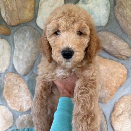 Yellow - Boy - Red  male Goldendoodle puppy in Kent City, Michigan from Hannah Mae Doodles