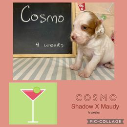 Cosmo - Orange and white male Brittany puppy in Downers Grove, Illinois from Attitude Brittanys