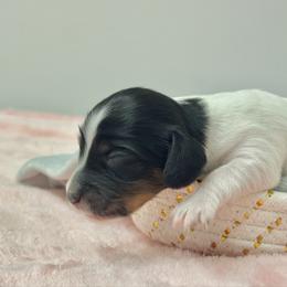 Isabelle - Piebald female Dachshund puppy in Lakeland, Florida from Elite Doxies Florida