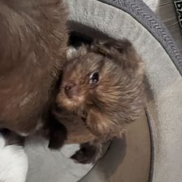 Shih Tzu Puppies from Whispering Winds Charmed Hollow
