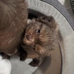 Shih Tzu Puppies from Whispering Winds Charmed Hollow