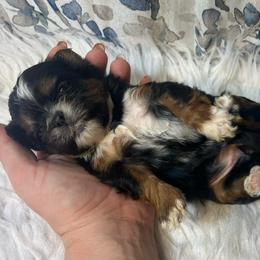 Girl 3 - Black and tan female Shih Tzu puppy in Tenino, Washington from Fantasy Realm Shih Tzus