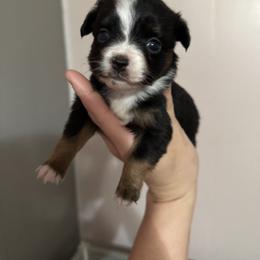 Lily - Black tri female Toy Australian Shepherd puppy in Mount Airy, Georgia from North Georgia Gems