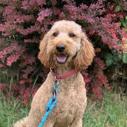 Coco - Labradoodle
