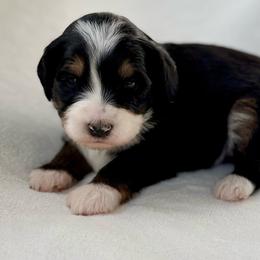 Robin-Yellow collar girl - Tri-color female Bernedoodle puppy in Colorado Springs, Colorado from Mercy Mountain Bernedoodles