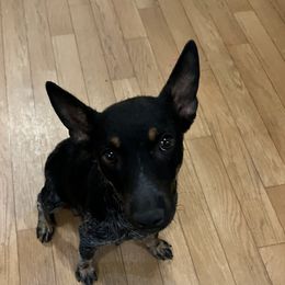 Bluebell - Australian Cattle Dog