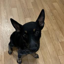 Bluebell - Australian Cattle Dog