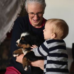 Bernese Mountain Dog and Pembroke Welsh Corgi Puppies from Highland Meadows