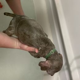 Weimaraner Puppies from Golden Hill’s Weimaraner’s