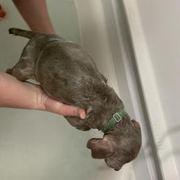 Weimaraner Puppies from Golden Hill’s Weimaraner’s