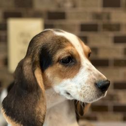 Beagles from Hotel Creek Kennel