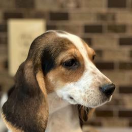 Beagles from Hotel Creek Kennel