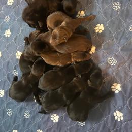 Girl 1 Chocolate - Chocolate female Labrador Retriever puppy in Four Oaks, North Carolina from TLC Retrievers