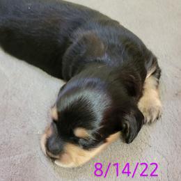 Dachshund Puppies from CLARK'S BREEDING PROGRAM