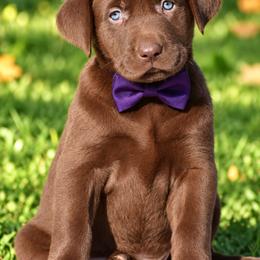 Godiva - Chocolate female Labrador Retriever puppy in Chicago, Illinois from Urbane Retrievers