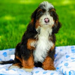 Burger (socialization program student) - Tri-color male Bernedoodle puppy in Dundee, Ohio from Down Home Doodle