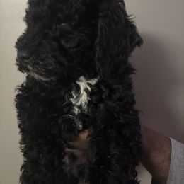 Kenny - Black male Poodle puppy in New York, New York from Tyndaleia Watson