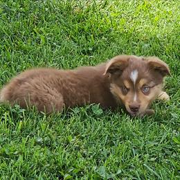 Sir Hopsalot - Red tri male Miniature Australian Shepherd puppy in Owensboro, Kentucky from JnT's Bluegrass Mini Aussies