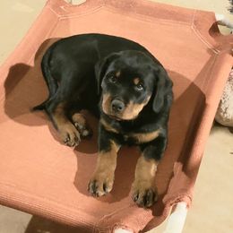 Rottweiler Puppies from Gottlïchen Rottweilers