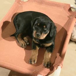 Rottweiler Puppies from Gottlïchen Rottweilers