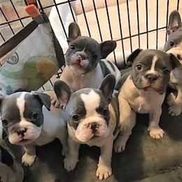 French Bulldog Puppies from Undeniabull French Bulldogs