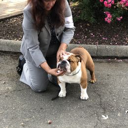 Bulldog Puppies from Farm Strong Bulldogs