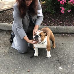 Bulldog Puppies from Farm Strong Bulldogs