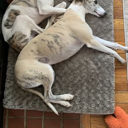 Whippet All Grown Up from Whippets of Westgate