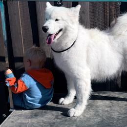 Tess - Samoyed