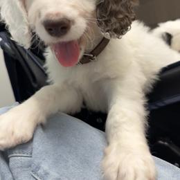 Outgoing Boy - Brown and white male Sheepadoodle puppy in Kissimmee, Florida from Sunflower Family Farms