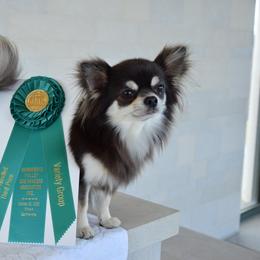 Lupo - Chihuahua