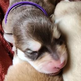 Girl 2 - Red and white female Alaskan Malamute puppy in Grayson County, Virginia from River Bend Malamutes