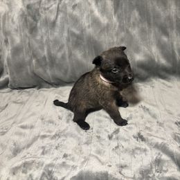 Pink - Black sable female Belgian Malinois puppy in Klamath Falls, Oregon from Stellar Malinois