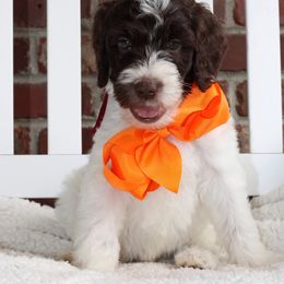 Labradoodle Puppies from Mountain Range Doodles
