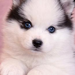 Elijah - Black and white male Pomsky puppy in Amarillo, Texas from Pom Pom Pomskies