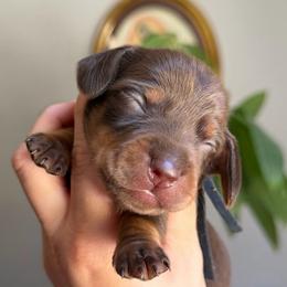 Kisses - Chocolate and tan female Dachshund puppy in Yuba City, California from Mulberry Dachshunds